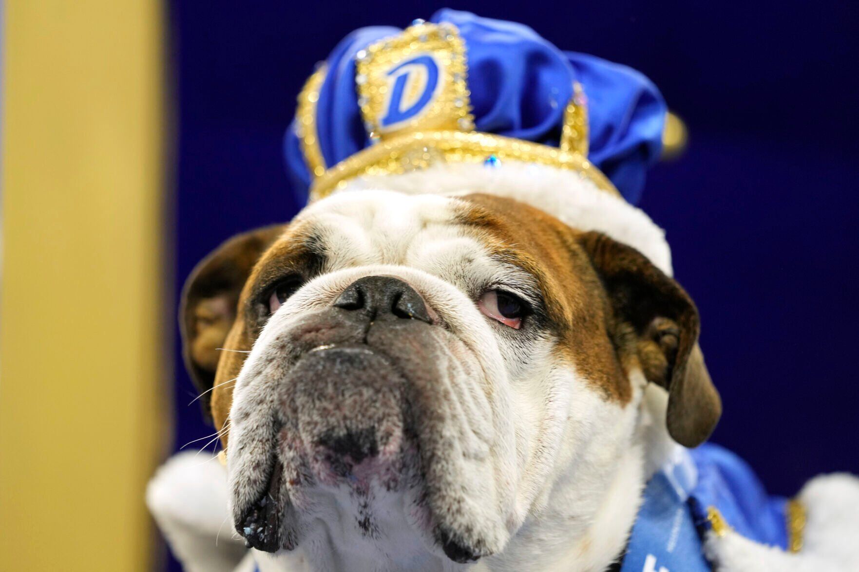 Beautiful Bulldogs